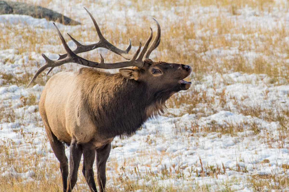 over the counter elk hunting
