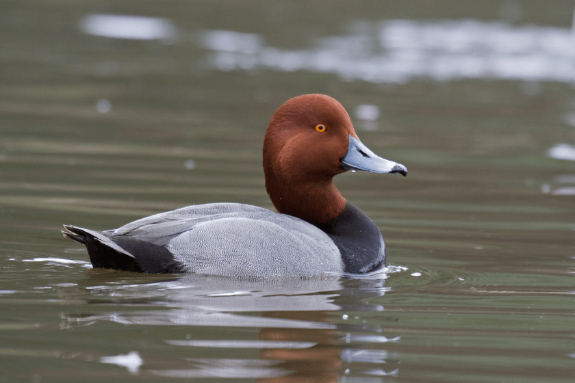 most popular duck species