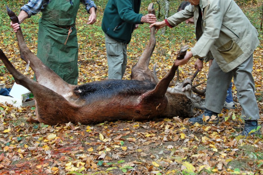 field dressing a roe deer